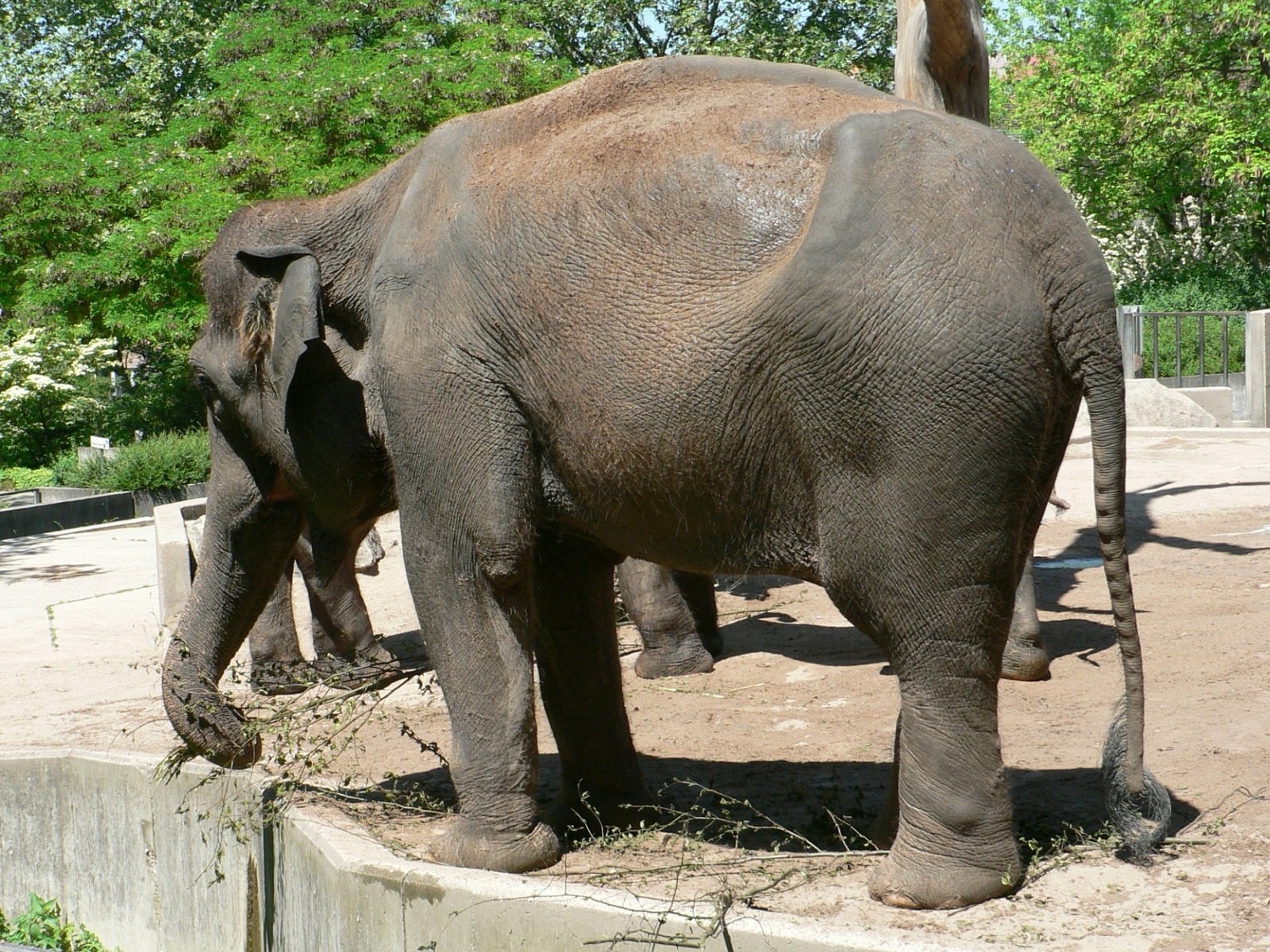 elephant in zoo enclosure