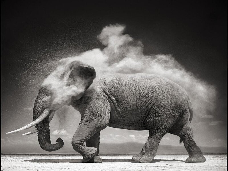 Elephant Kicking Dust