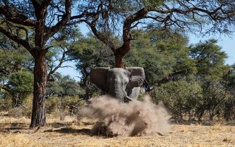 Elephant Kicking Up Dust — Brown