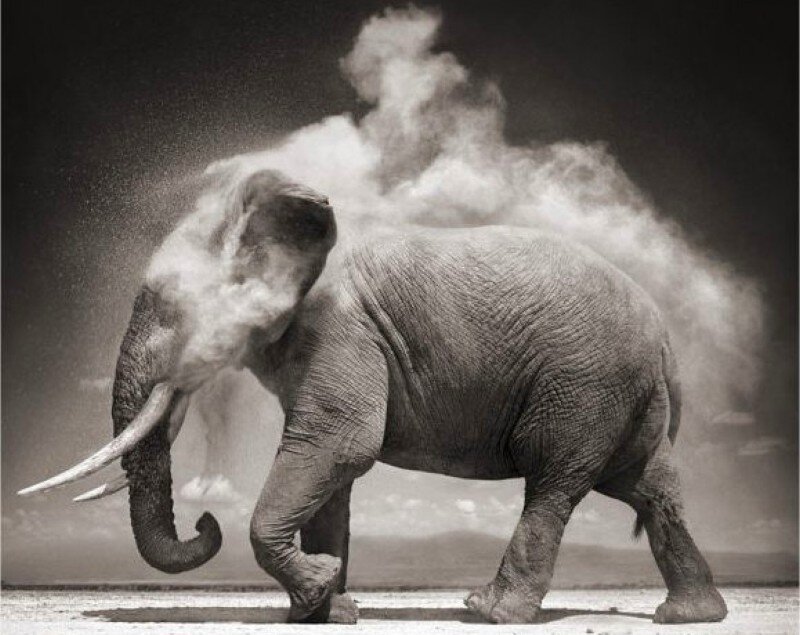 Elephant kicking up dust