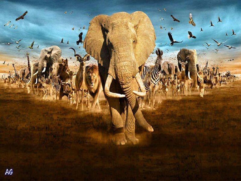 Elephant Leading Herd