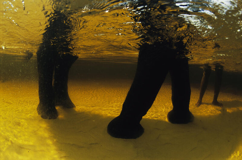 Elephant Legs Underwater