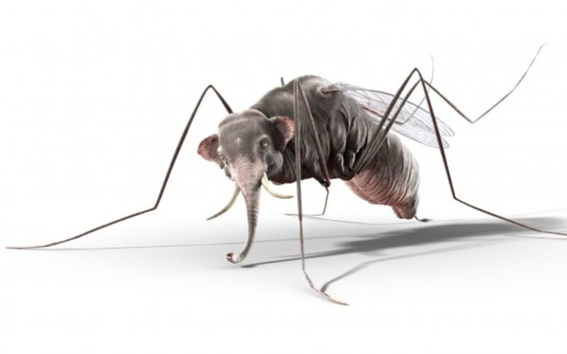 elephant mosquito hybrid