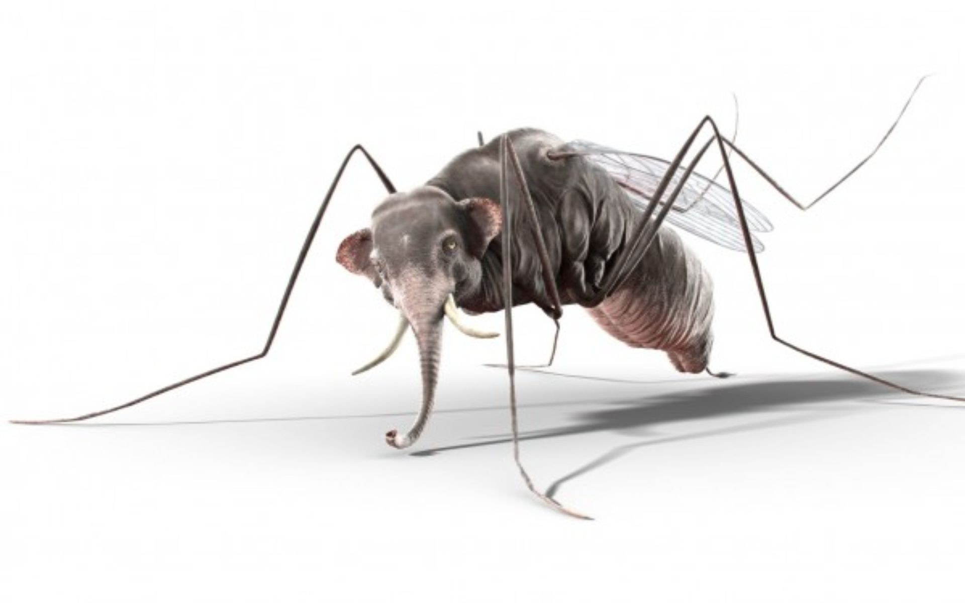 elephant mosquito hybrid