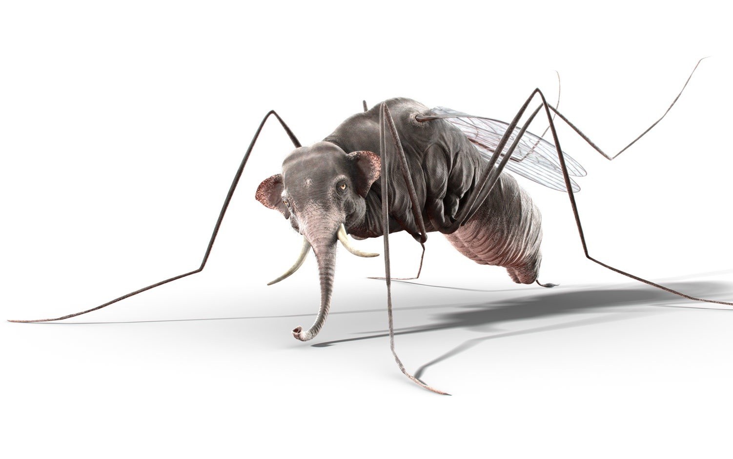 elephant mosquito hybrid
