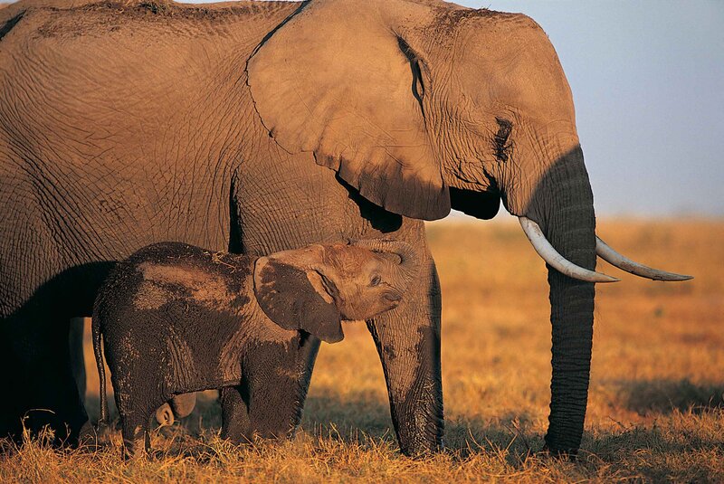Elephant mother and calf