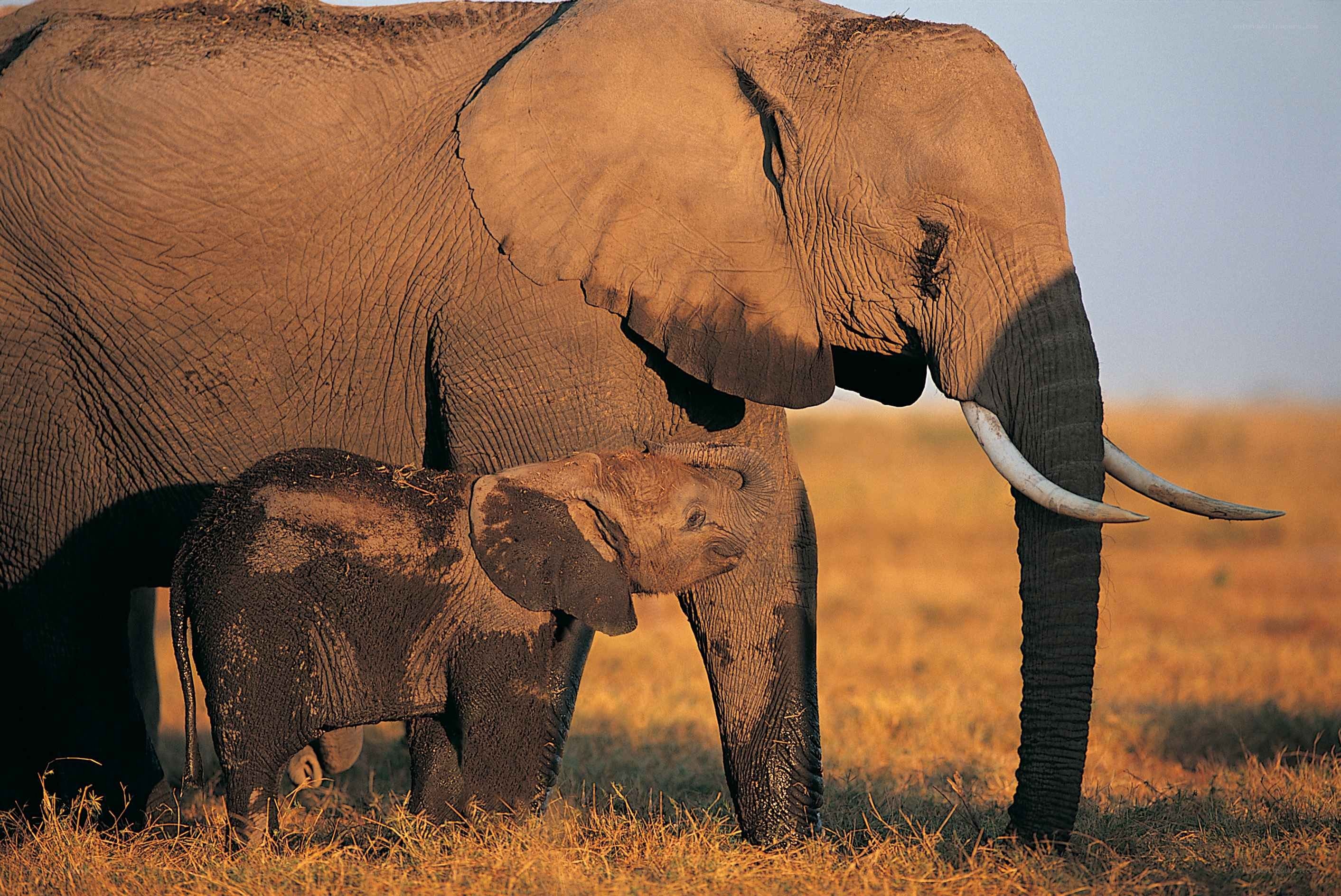Elephant mother and calf