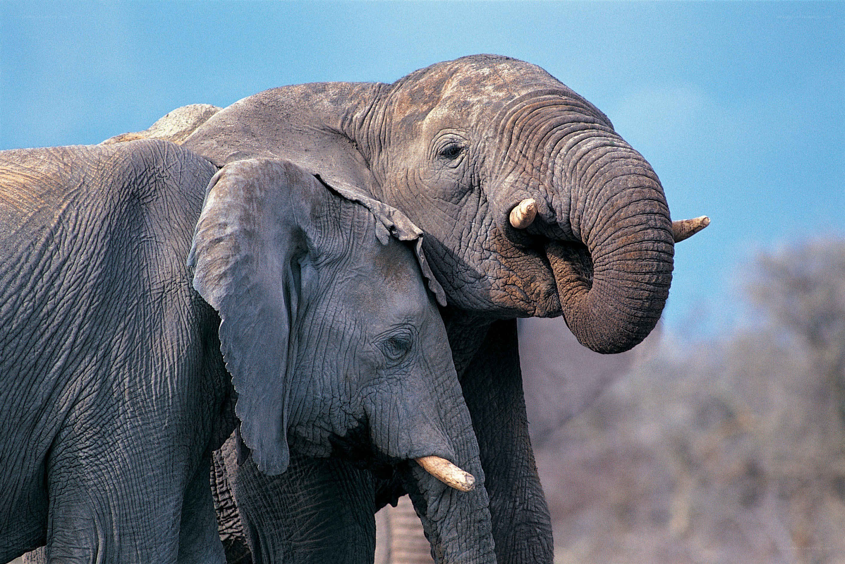 Elephant mother and calf