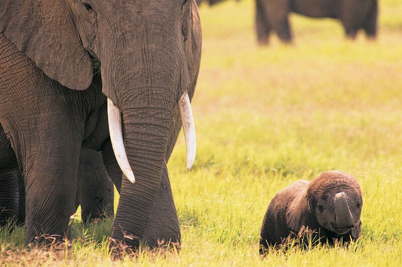 Elephant mother and calf
