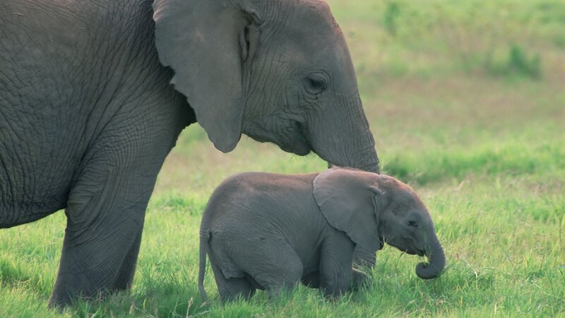 Elephant mother and calf