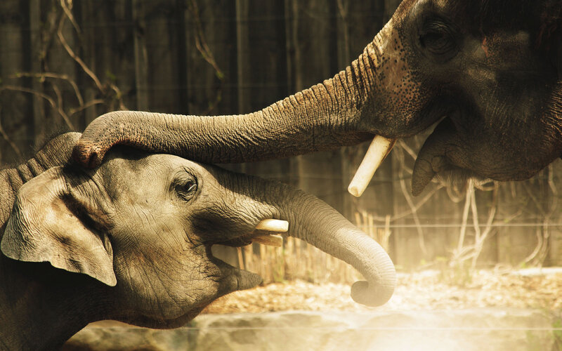 Elephant Mother and Calf — Brown