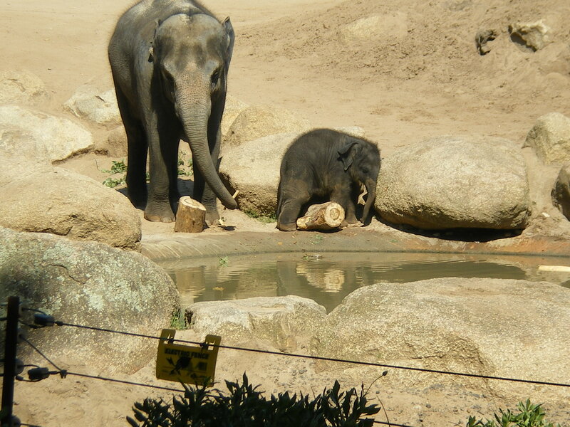 Elephant Mother and Calf — Gray