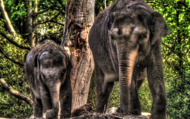 Elephant mother and calf in forest