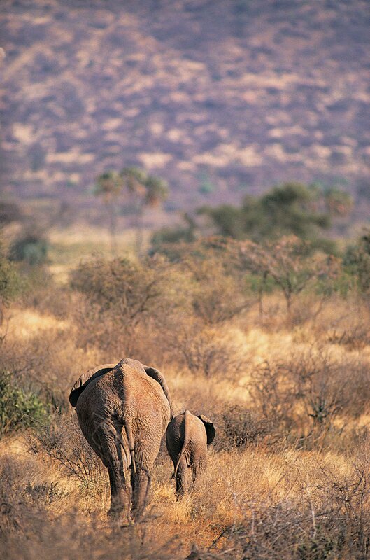 Elephant mother and calf walking