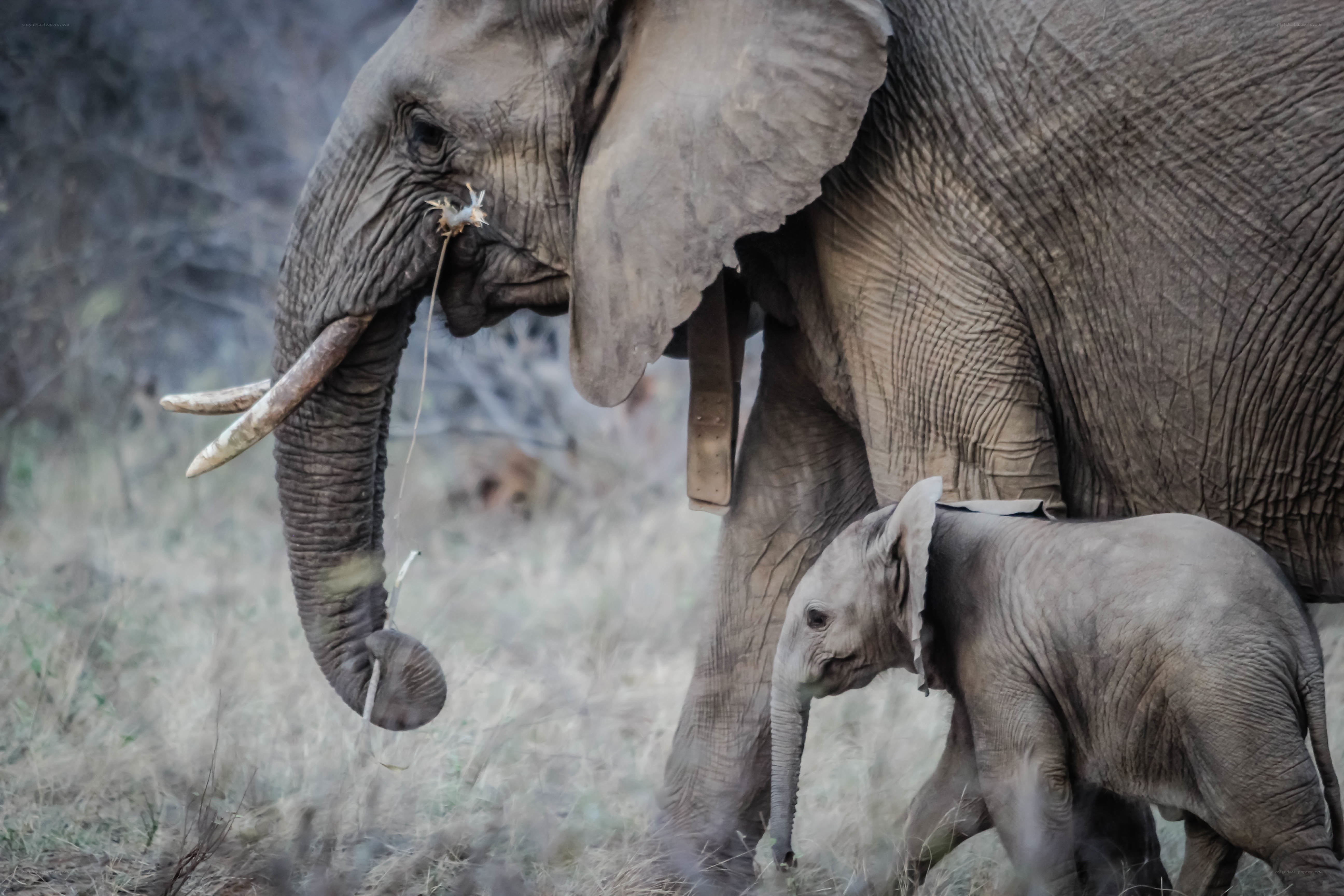 Elephant mother and calf