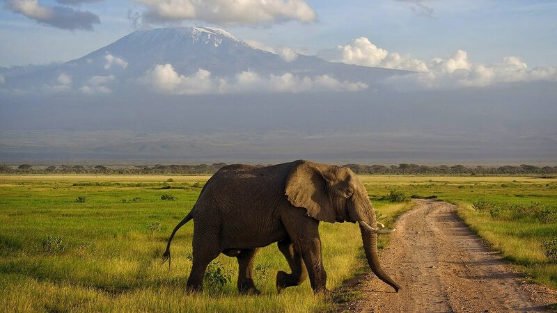 Elephant near Mount Kilimanjaro