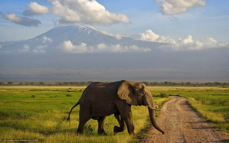 Elephant near Mount Kilimanjaro