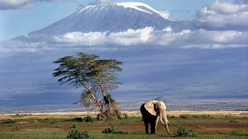 Elephant Near Mountain