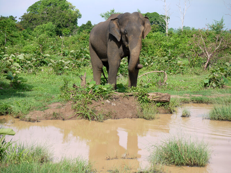Elephant Near Muddy Water