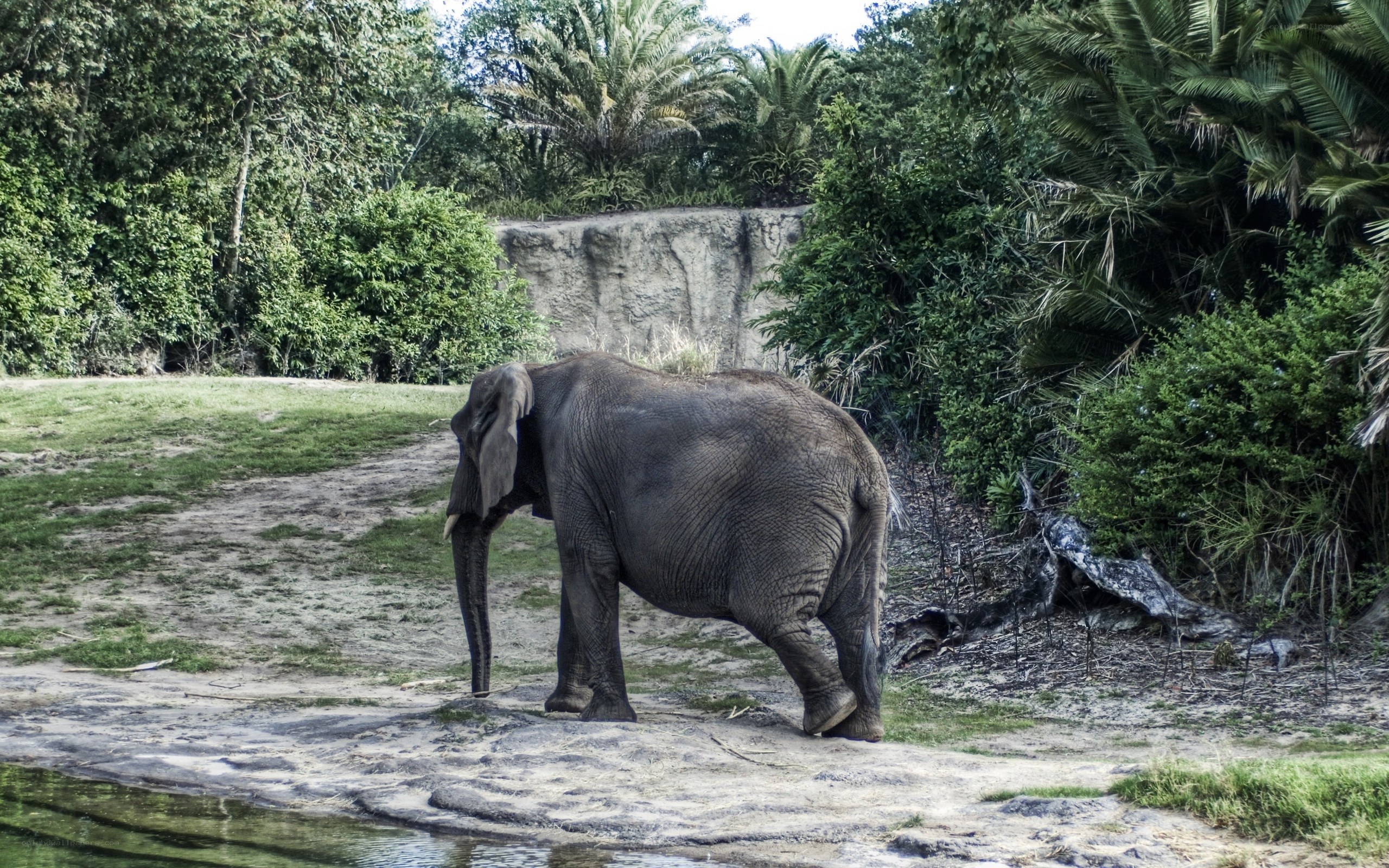 elephant near water in forest