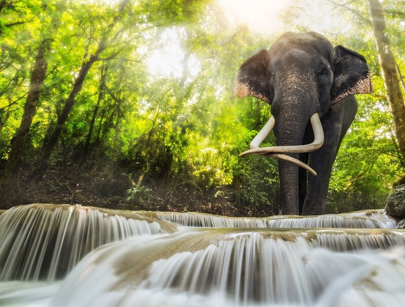 Elephant Near Waterfall — Green