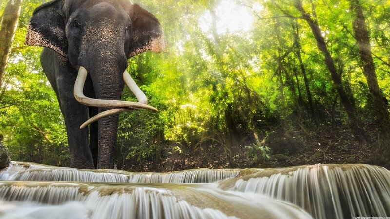 Elephant Near Waterfall