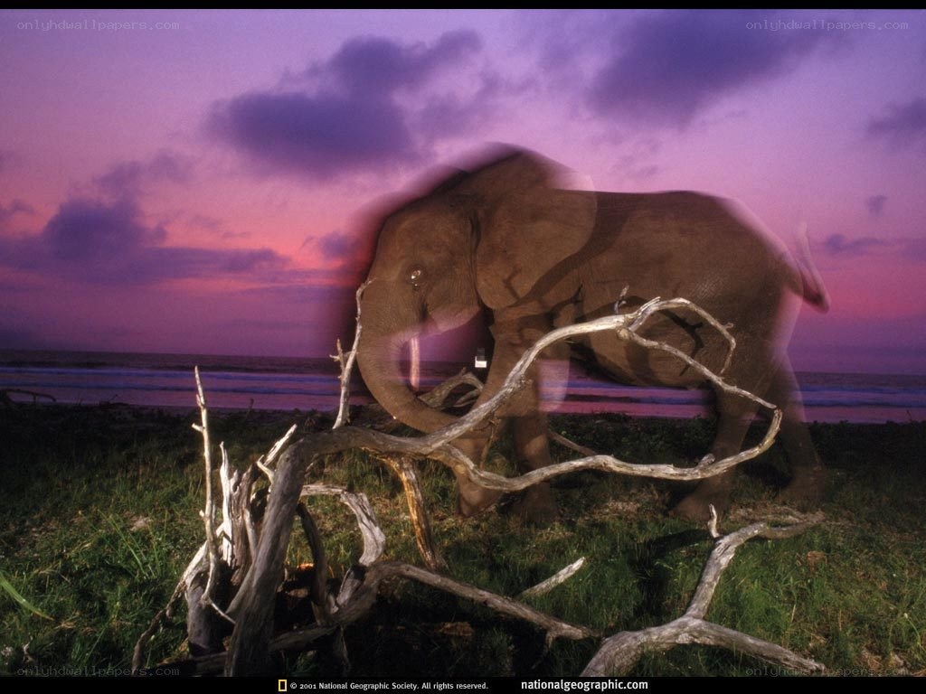 Elephant on a beach at sunset