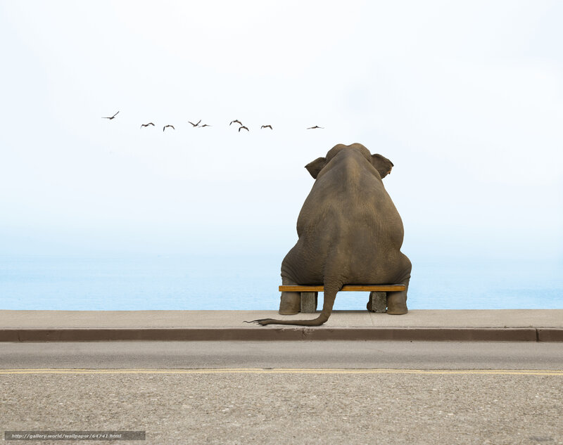 elephant on a bench by the sea