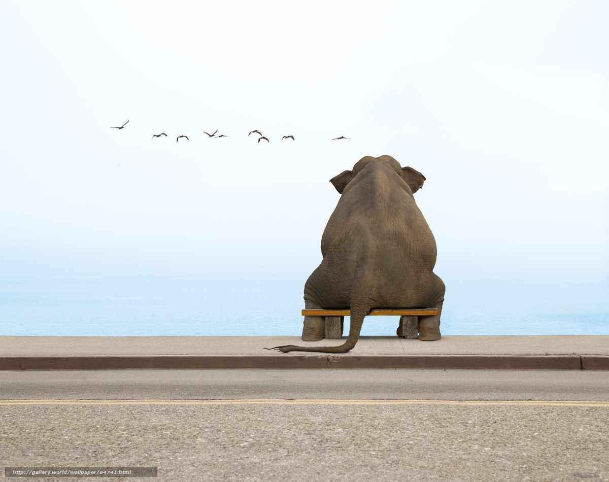 elephant on a bench by the sea