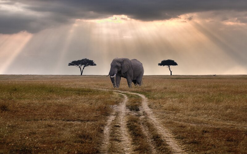 Elephant on a dirt path