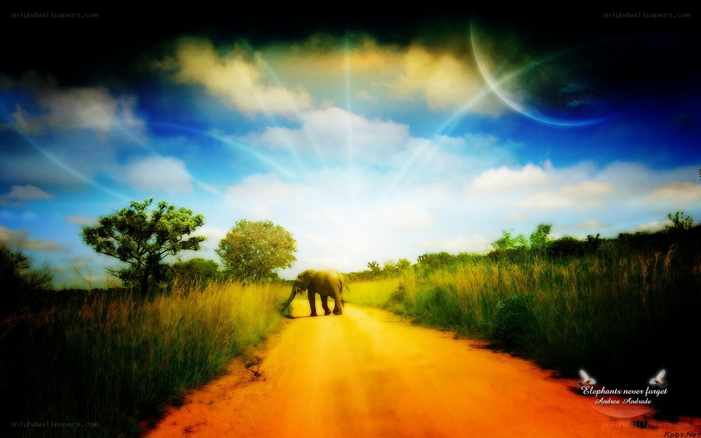 Elephant on a dirt road
