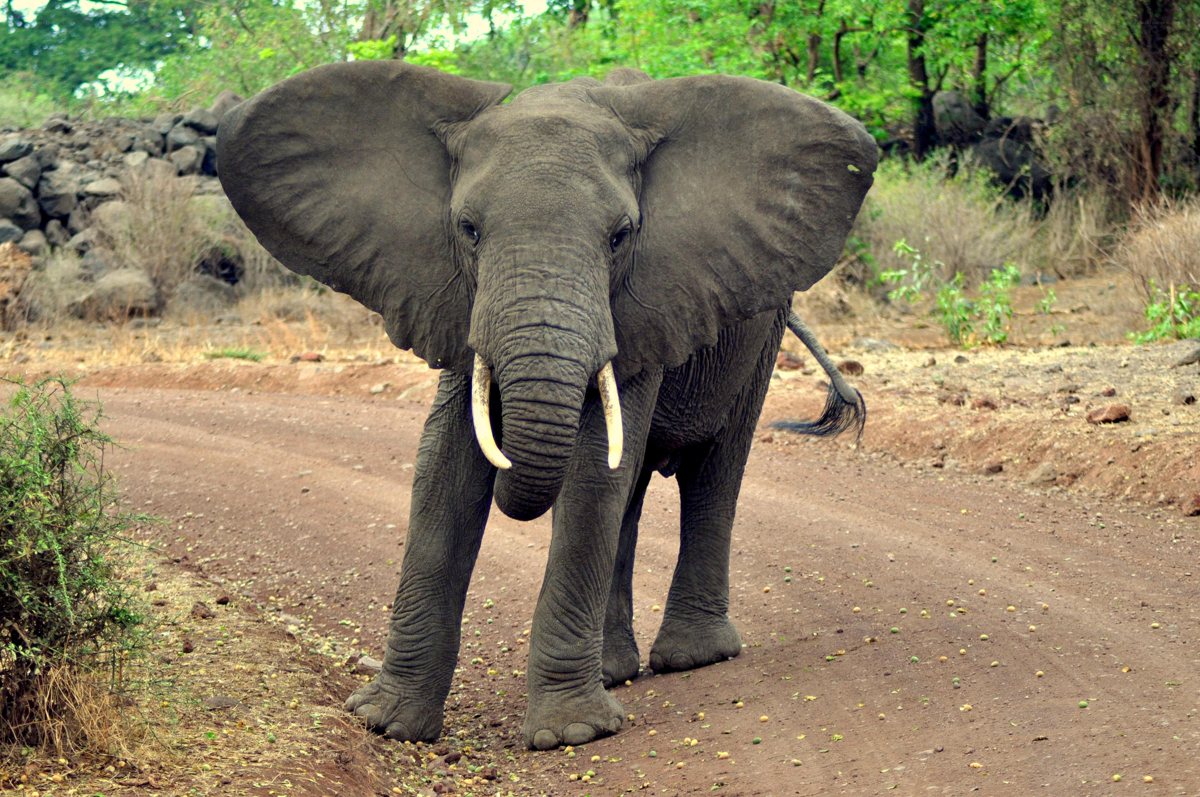 Elephant on a dirt road