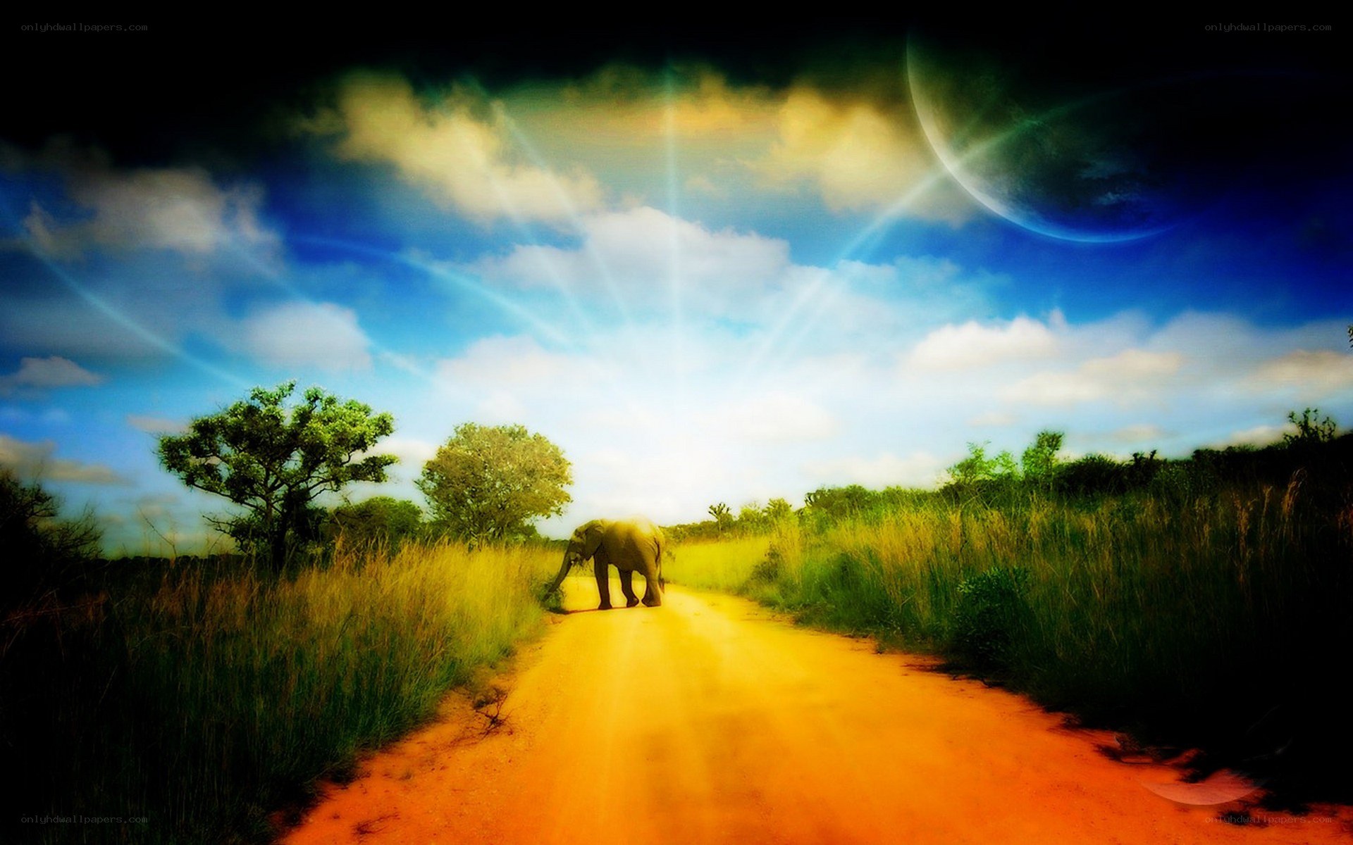 Elephant on a dirt road