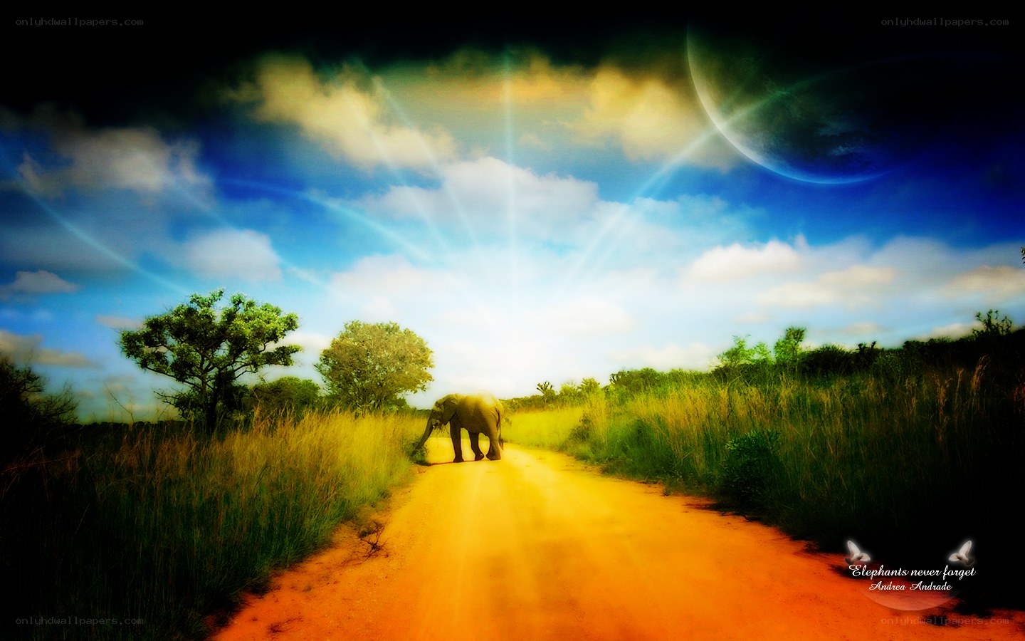 Elephant on a dirt road