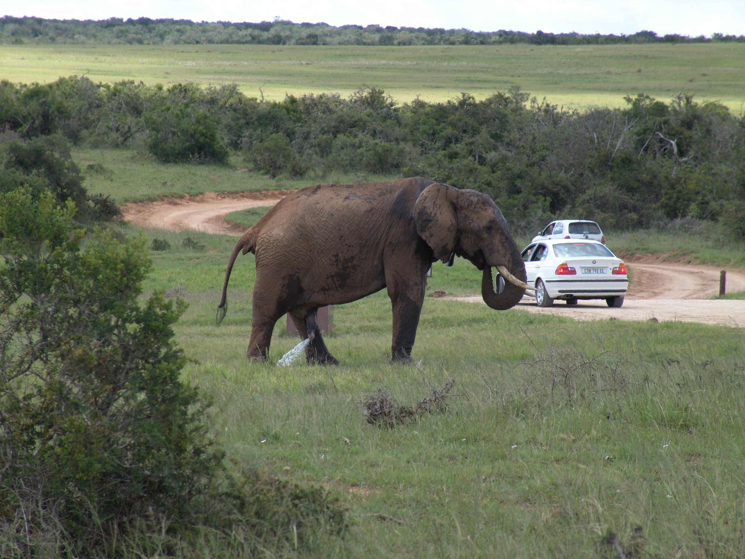 Elephant on a dirt road