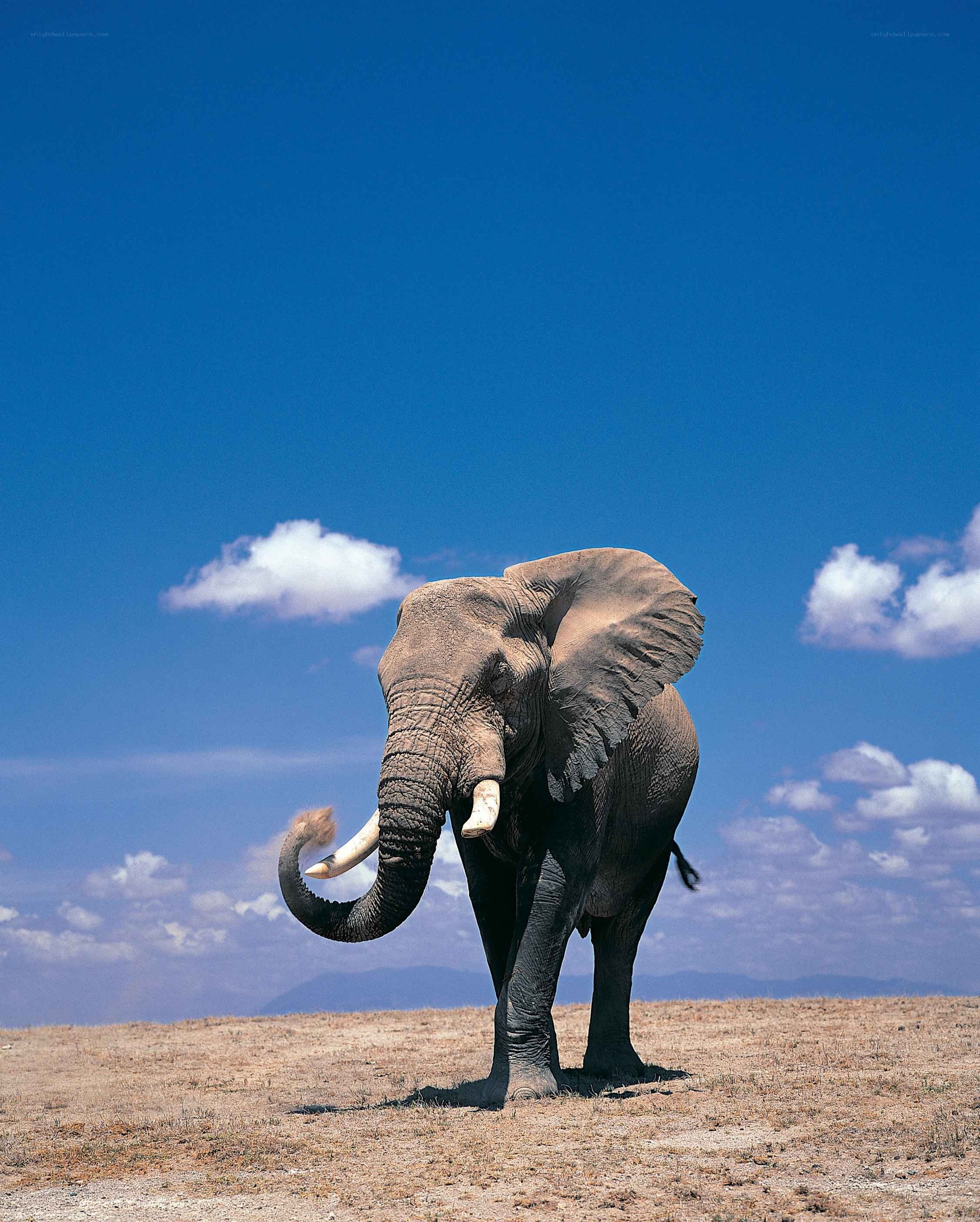 Elephant on a dry plain