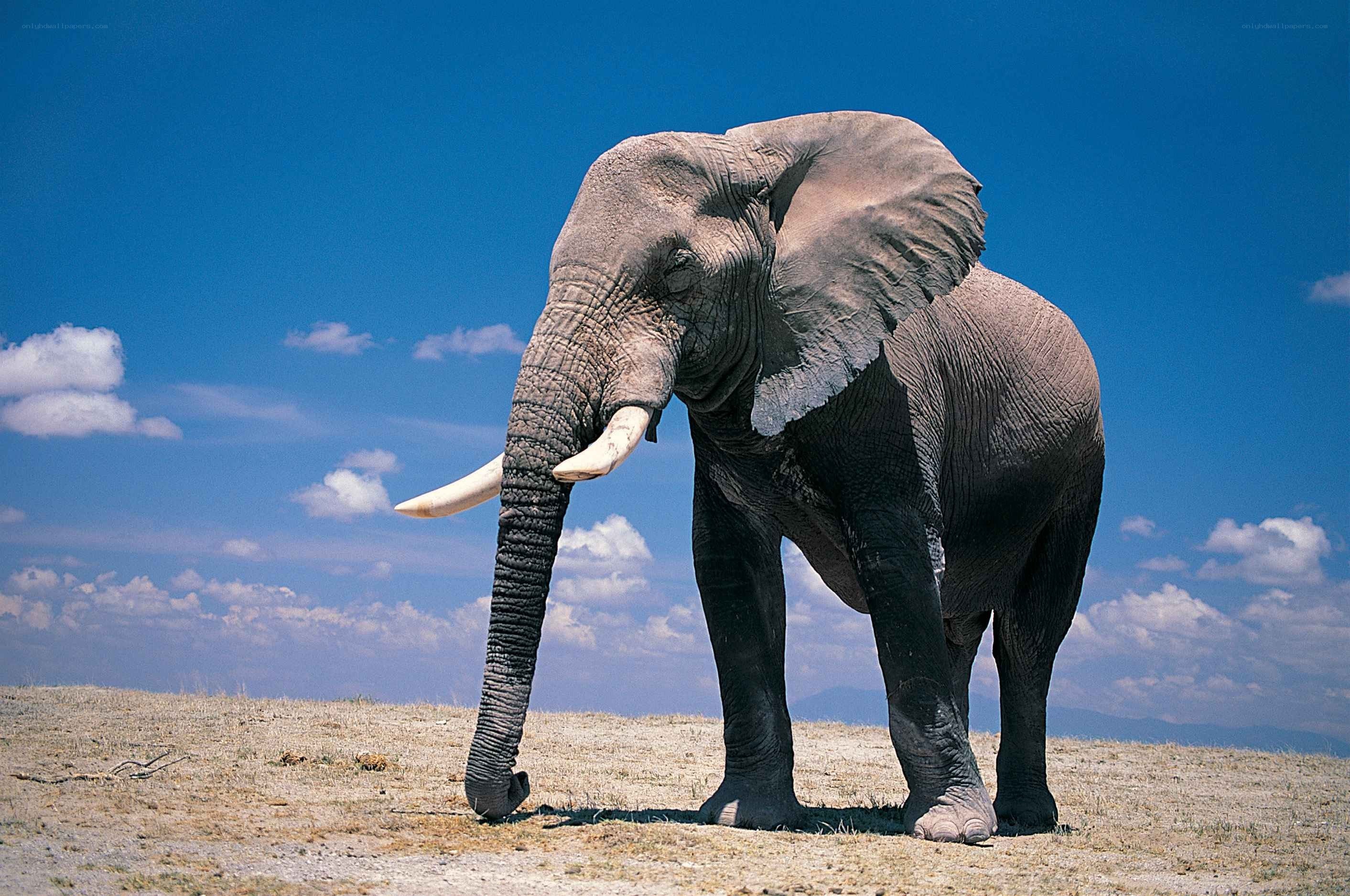Elephant on a dry plain