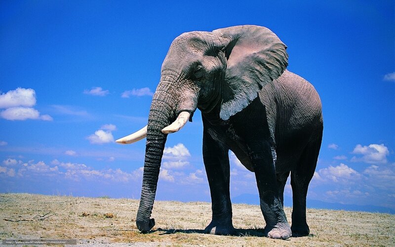 Elephant on a hill under blue sky