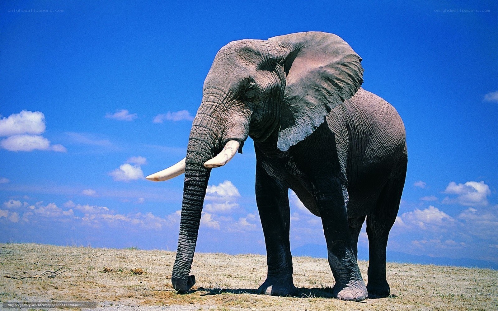 Elephant on a hill under blue sky