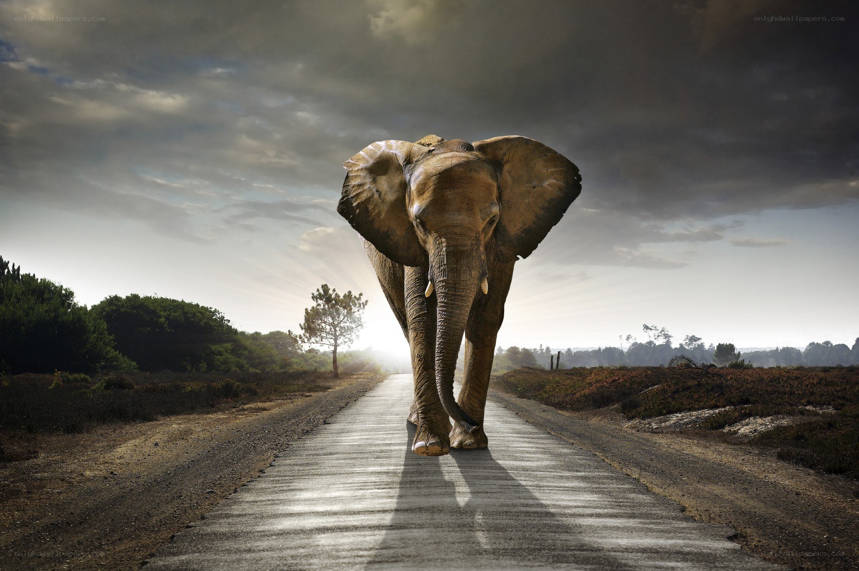 Elephant on a road at sunset