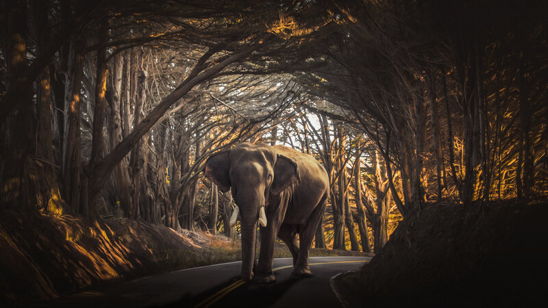 Elephant on a Road — Brown, Dramatic