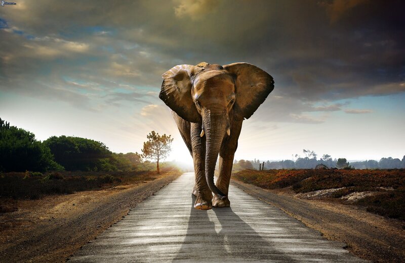 Elephant on a Road — Brown