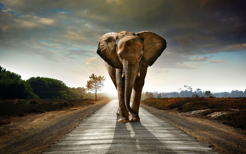 Elephant on a Road