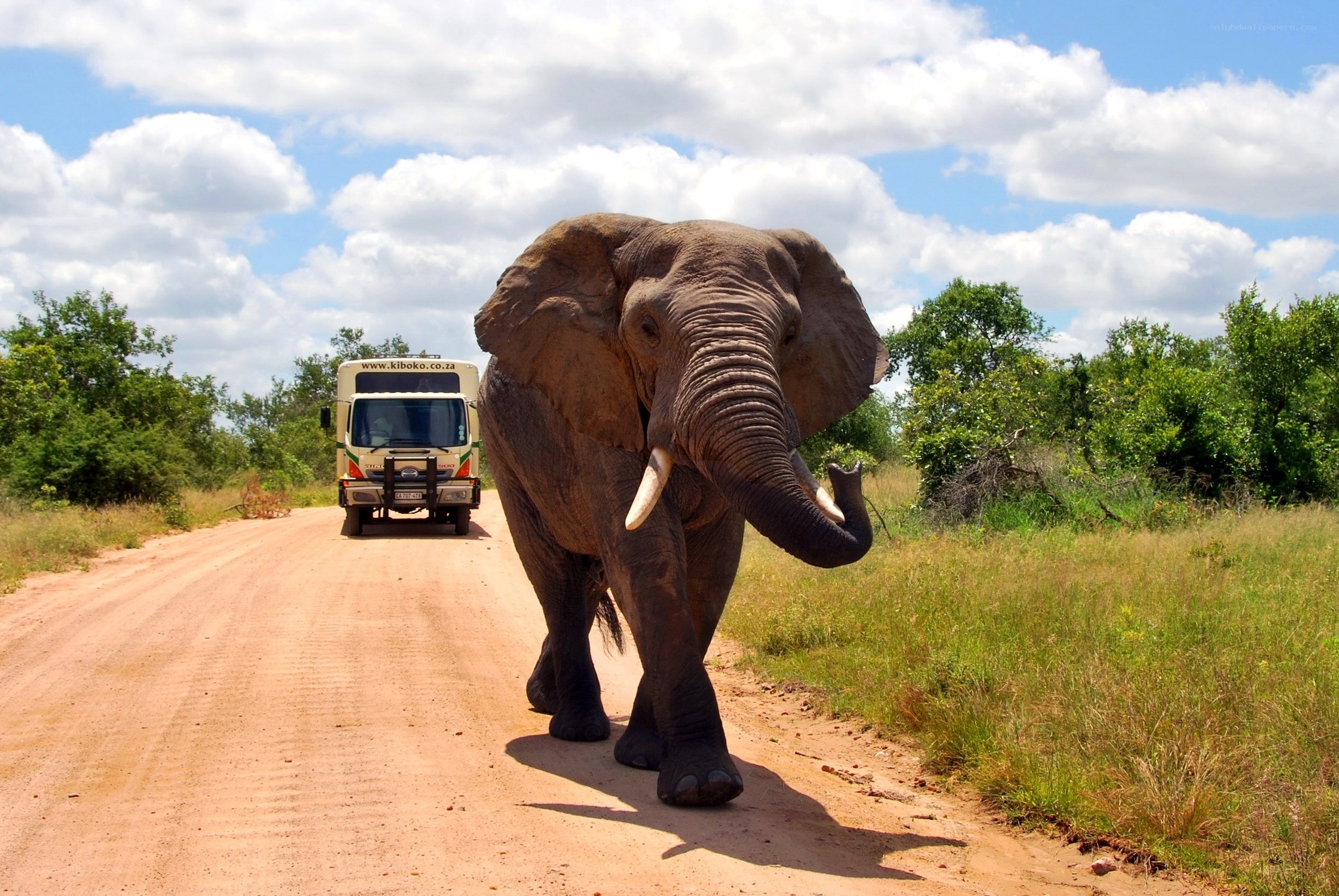 Elephant on a safari road