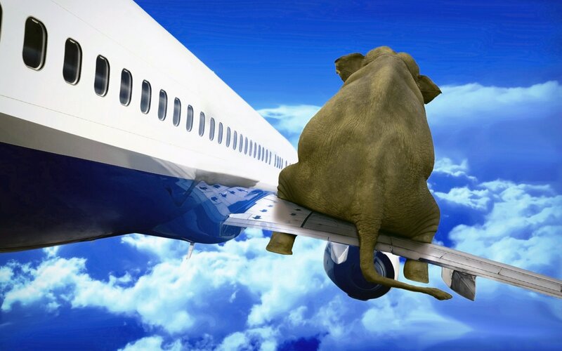 Elephant on Airplane Wing