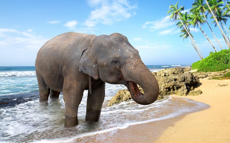 Elephant on Beach