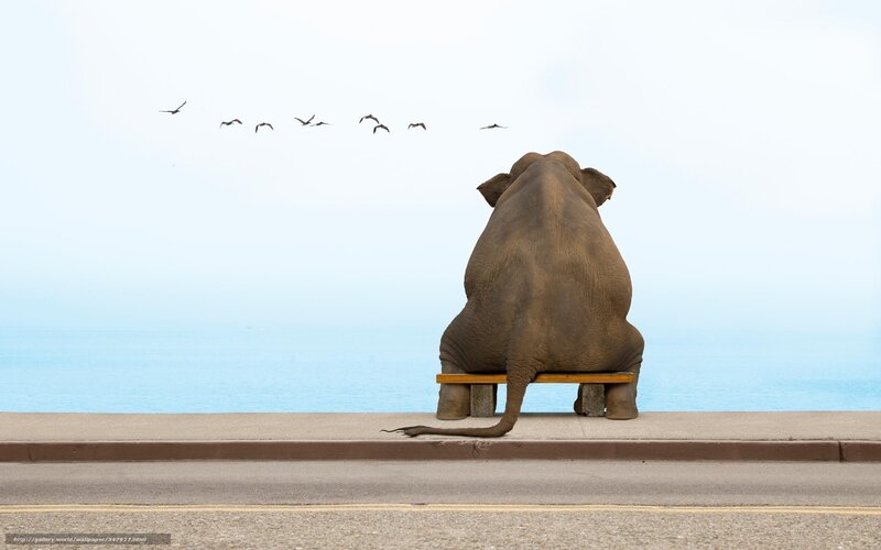 Elephant on Bench — Blue