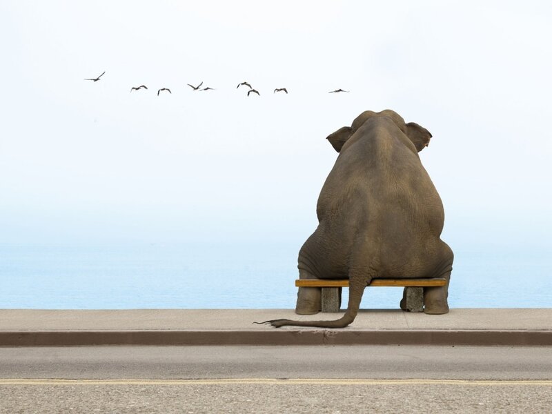 elephant on bench by sea
