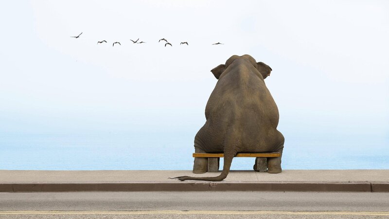 Elephant on Bench — Gray, Serene