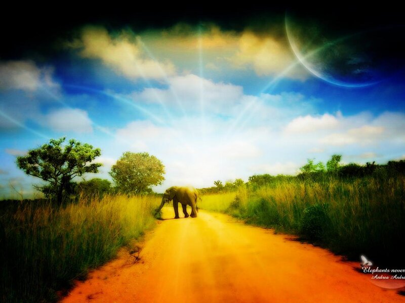 Elephant on Dirt Road